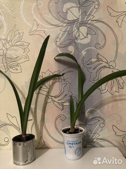 Гипиаструм и не только