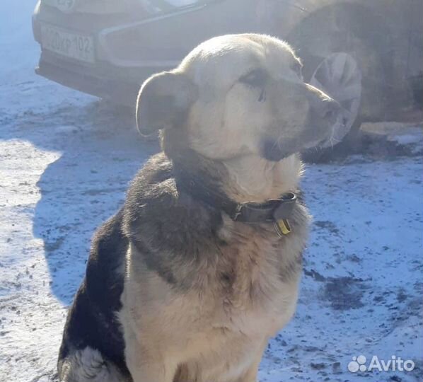 Найде нужен дом