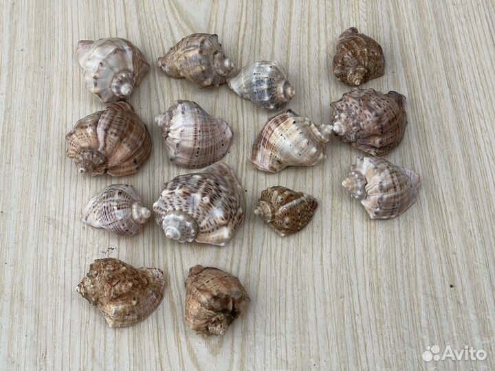 Ракушки разных размеров