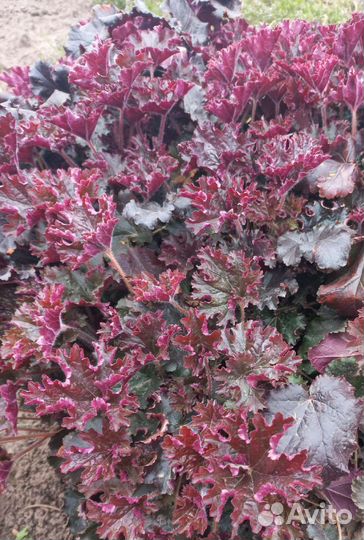 Цветы многолетники