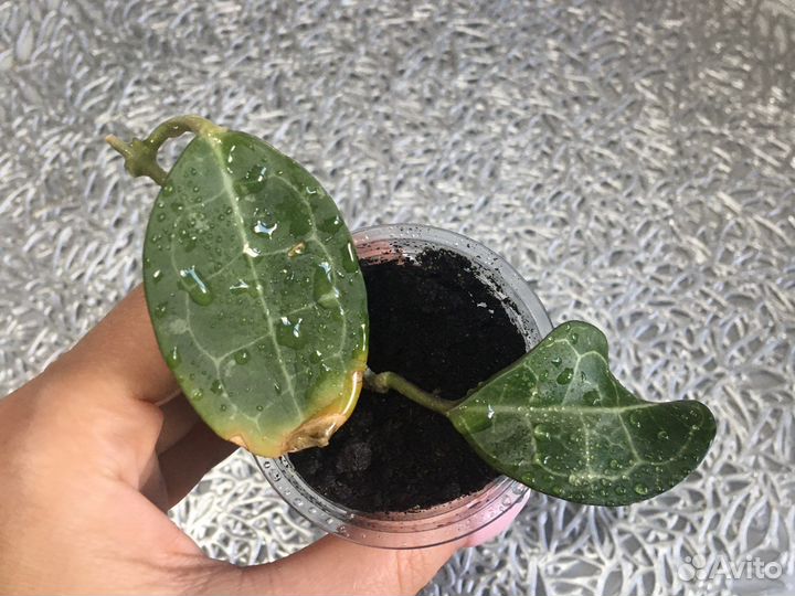 Хойя эллиптика сплеш