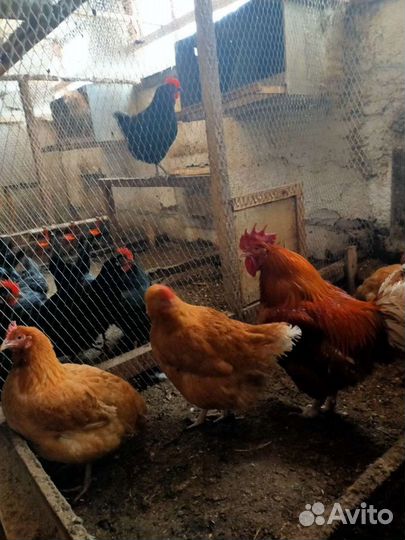 Инкубационное яйцо