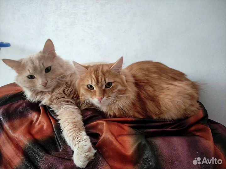 Котику очень нужна семья