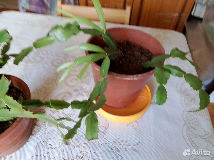 Папоротник нефролепис, декабрист, золотой ус