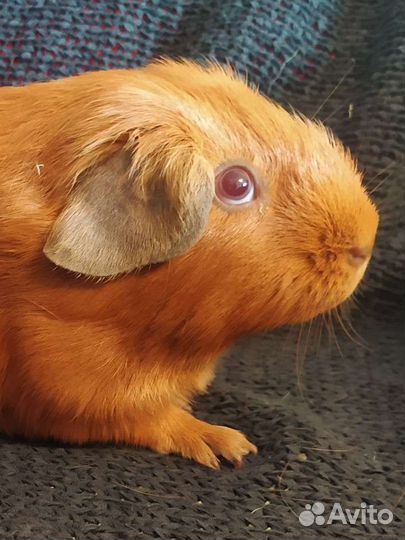 Морские свинки