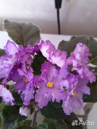 Цветущие фиалки