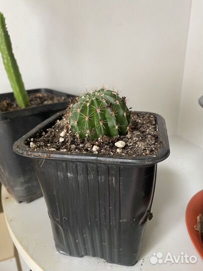 Кактус бесплатно