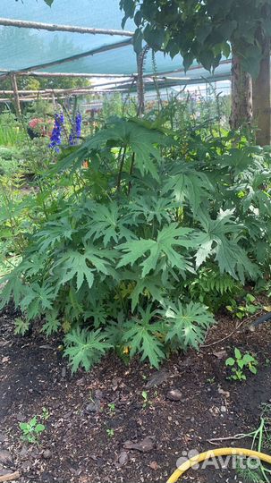 Бузульник из питомника растений