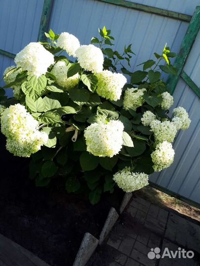 Гортензия древовидная белая