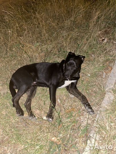 Собака ищет дом