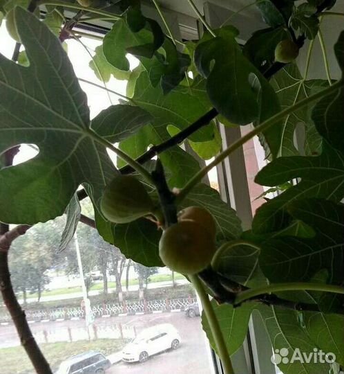 Инжир домашний низкорослый