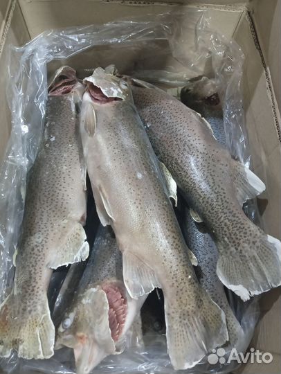 Форель Радужная с икрой