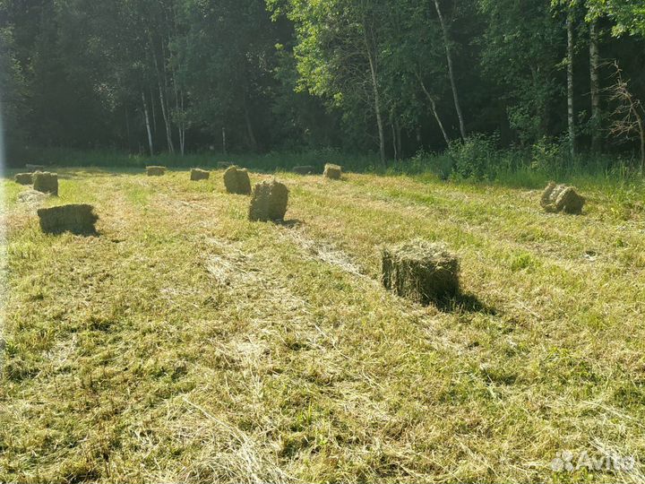 Сено прошлогоднее для теплых грядок