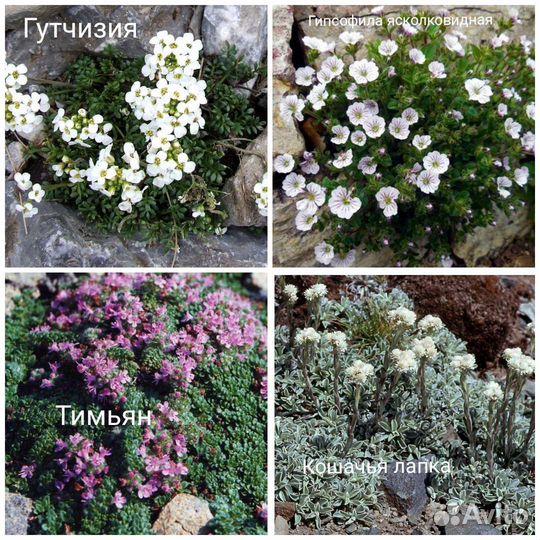 Низкорослые многолетники (читайте описание)