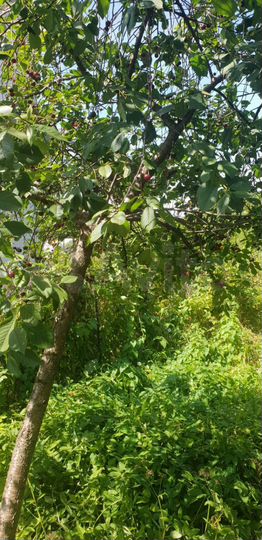 Участок 6 сот. (ИЖС)