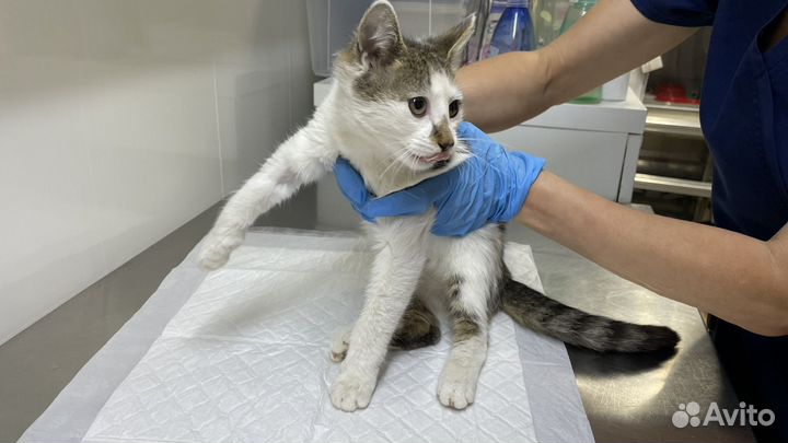 Котенок-зайчик ищет дом