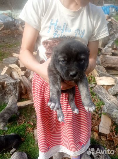 Продам щенков от сао