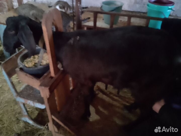 Коза дойная