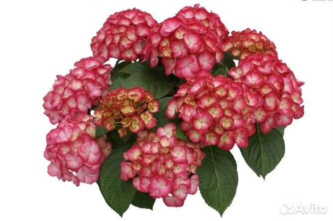 Гортензия Крупнолистная 18 сортов