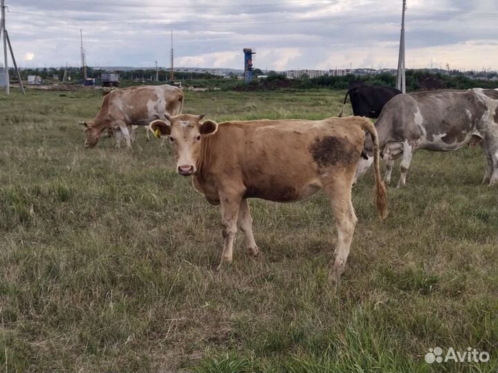 Корова телка