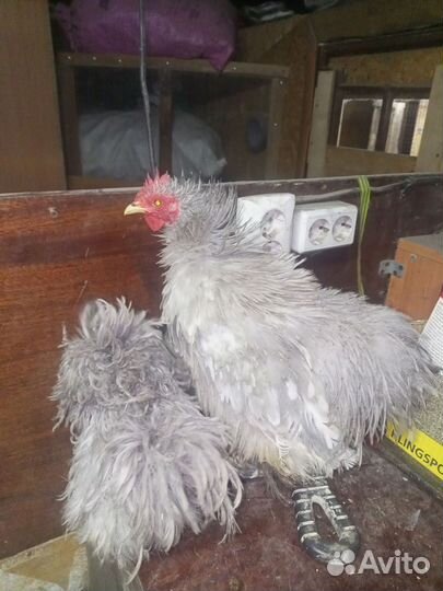 Карликовый кохинхин