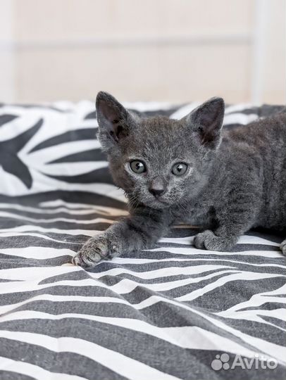 2 мальчика -барашка