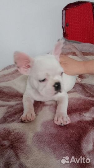 Французский бульдог