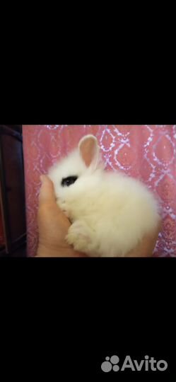 Карликовые кролики разных окрасов