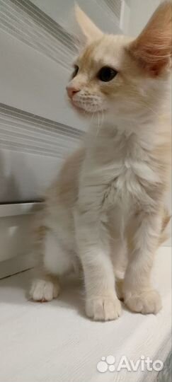 Котята мейн-кун