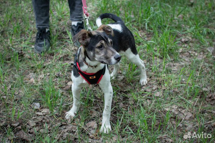 Щенок Майкл ищет дом