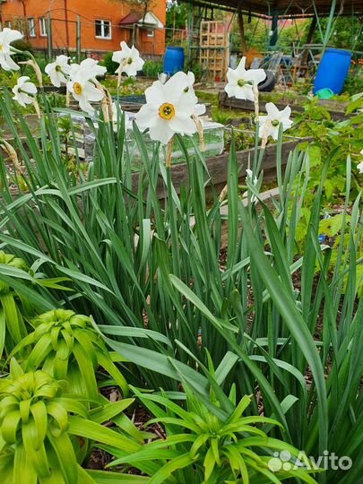 Лилии, нарциссы, лилейник