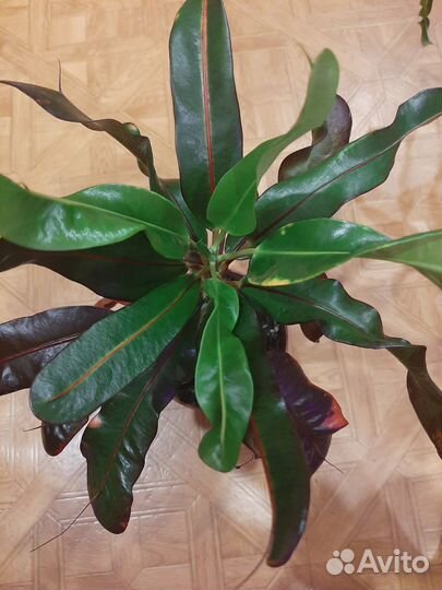 Продам кротоны