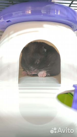 Сирийский хомячок