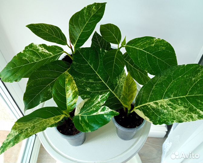 Фикус Септика вайт