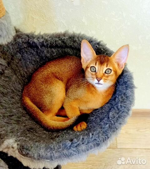 Абиссинские котята питомник