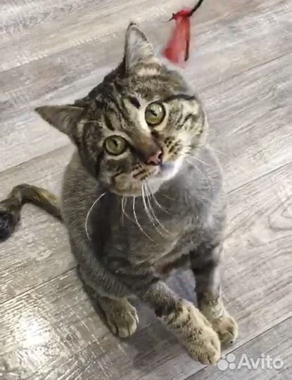 Сема - котик-подросток, кастрат 8 мес в дар