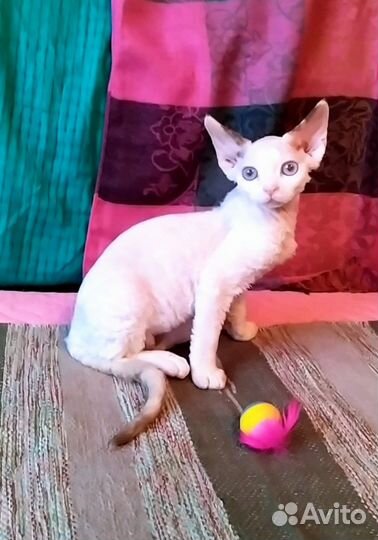 Девон-рекс кошка