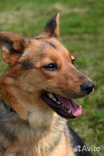 Умница Яжи, метис овчарки с хорошей психикой в дар