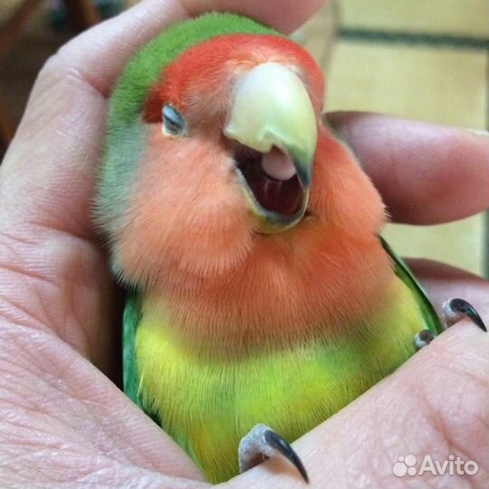 Ручной попугай неразлучник,не кусает