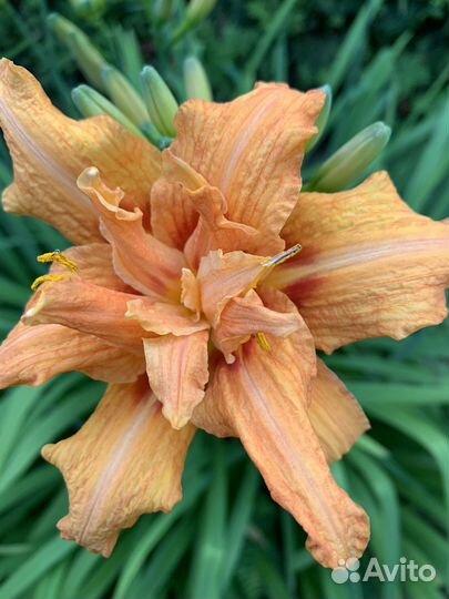 Флокс метельчатый и лилейник