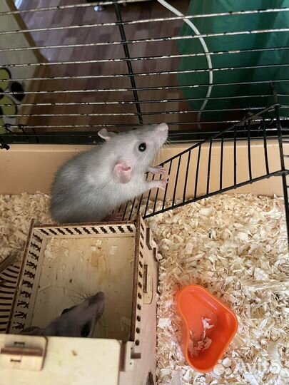 Крысы с клеткой