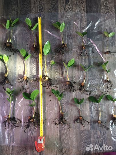 Замиокулькас