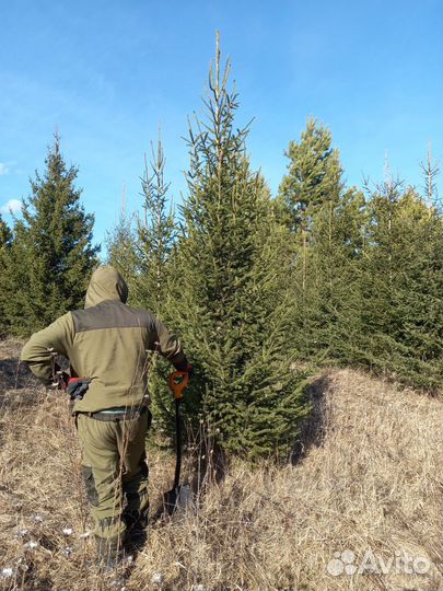 Ель сибирская