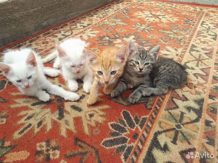 Котята в добрые руки