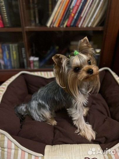 Йоркширский терьер мальчик