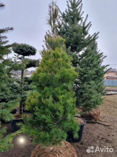 Сосна Веймутова