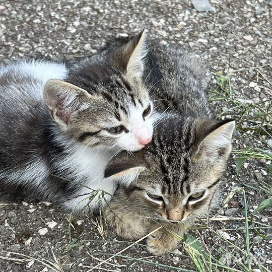 Котенок мальчик бесплатно