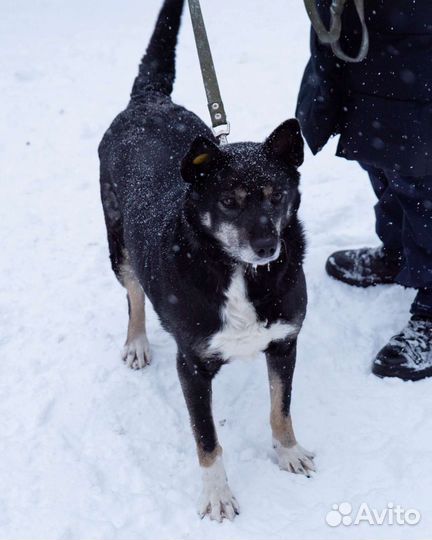 Собака Симушка ищет дом