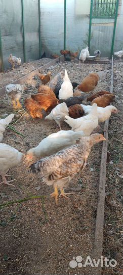 Породистые молодые петушки