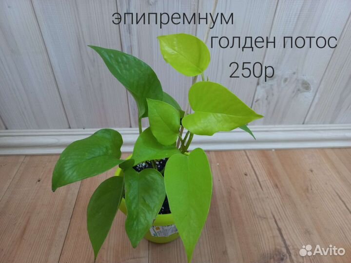 Сингониум, эпипремнум